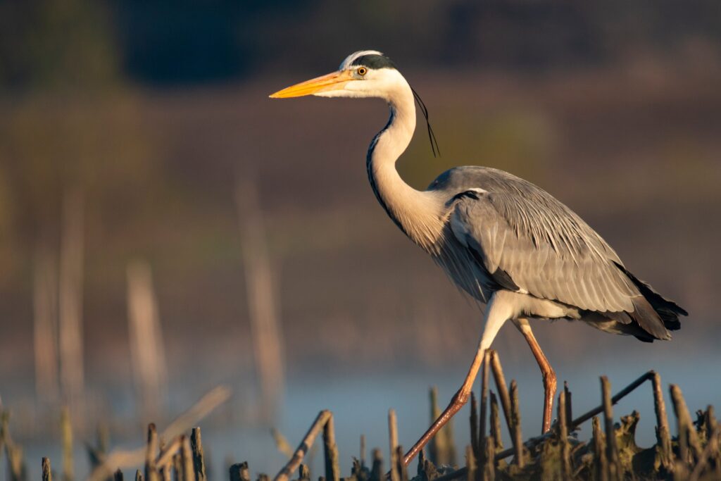 Topsail Island Boat Tours | A service of Blue Heron Charters | Eco Boat Tours | Adventure Boat Tours | Sunrise Boat Tours | Sunset Boat Tours | Topsail Island | Sneads Ferry NC | North Topsail Beach NC | Surf City NC | Topsail Beach NC | Holly Ridge NC | Topsail Coast Advertiser | Onslow Advertiser